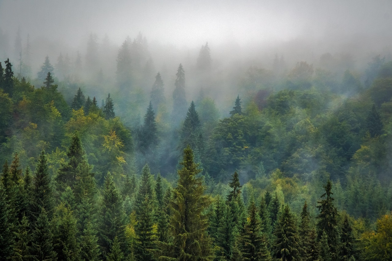 Schönheit aus dem Wald