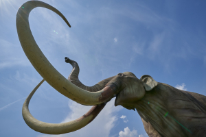 Woolly Mammoth