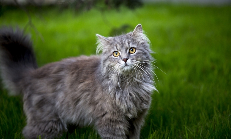 Koty rasy maine coon