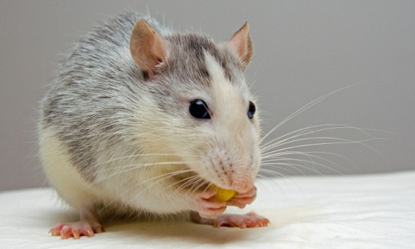 Opieka nad szczurkiem – jak go nauczyć kilku sztuczek?
